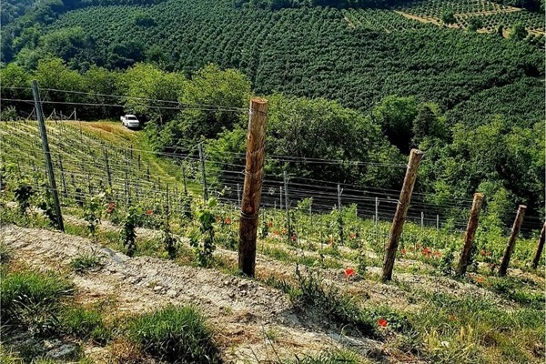 Azienda Mauro Sebaste