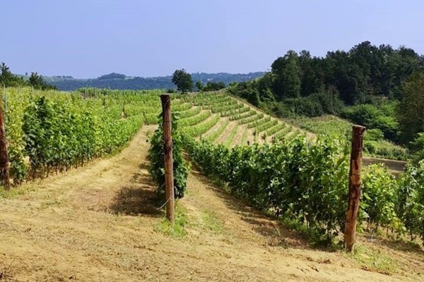 Azienda Mauro Sebaste