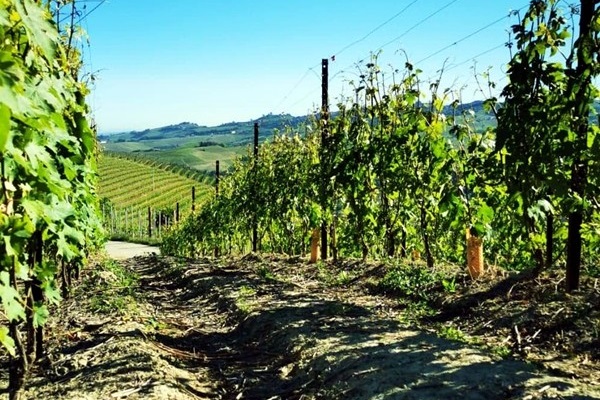 Azienda Mauro Sebaste