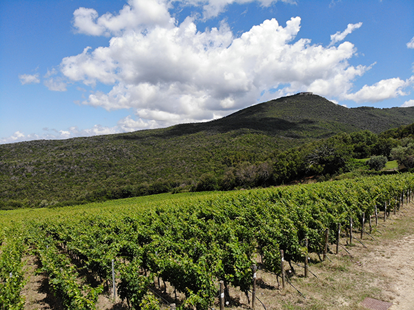 Vigna San Biagio in direzione di Castiglioncello