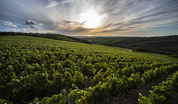 Vigna San Biagio in direzione del mare
