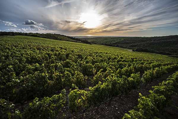 Vigna San Biagio in direzione del mare 