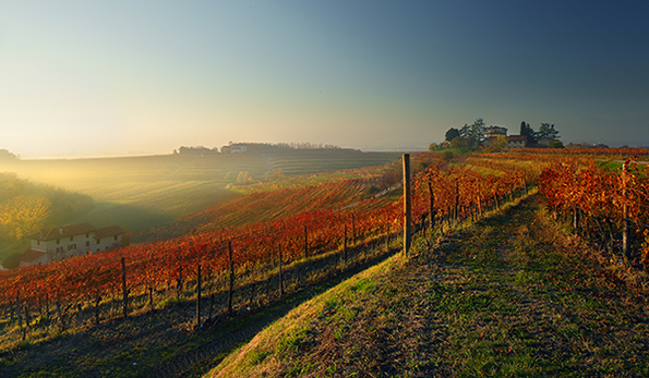 Vigneti Torre Rosazza