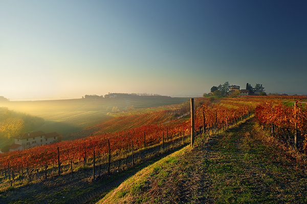 Vigneti Torre Rosazza