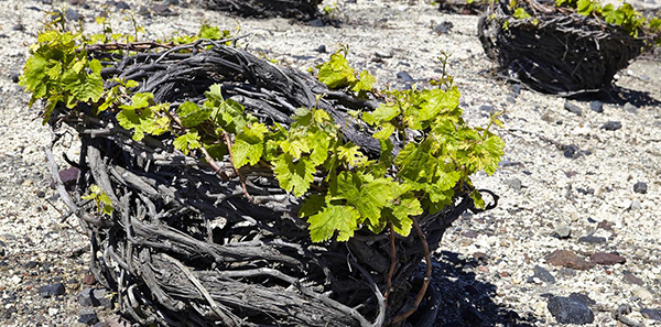 Vigna a Santorini