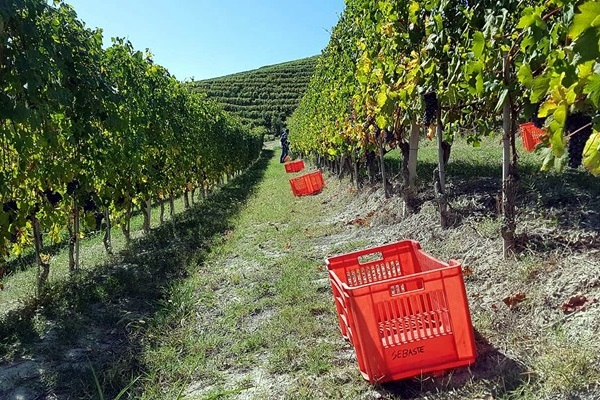 vendemmia azienda mauro sebaste
