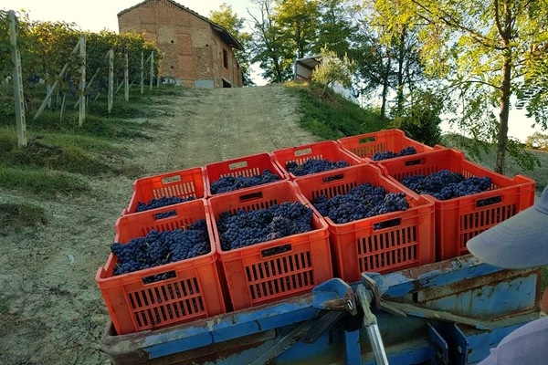 vendemmia azienda mauro sebaste