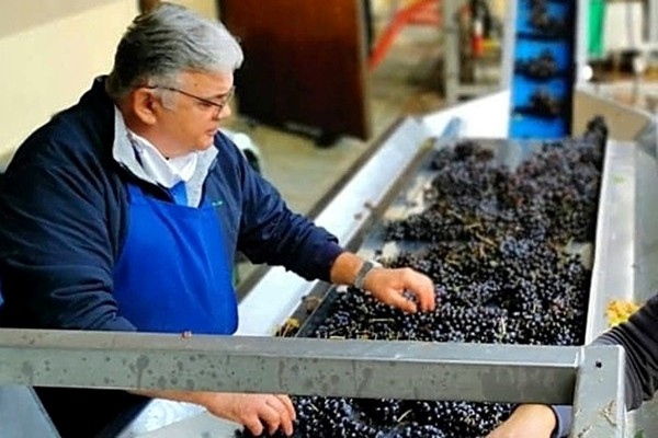 cernita uve Mauro Sebaste