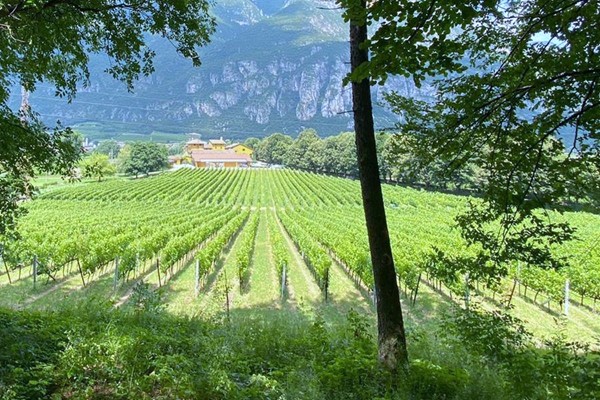 Tenuta San Leonardo