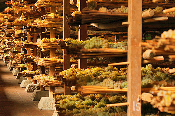 Tenuta di Capezzana: appassimento trebbiano per il vinsanto