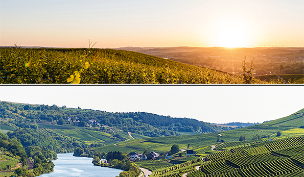 vigneti in Lussemburgo