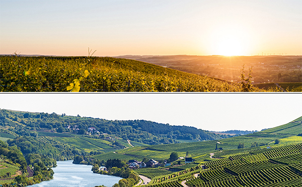 vigneti in Lussemburgo