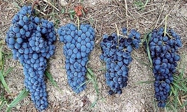 Le quattro uve del Buttafuoco