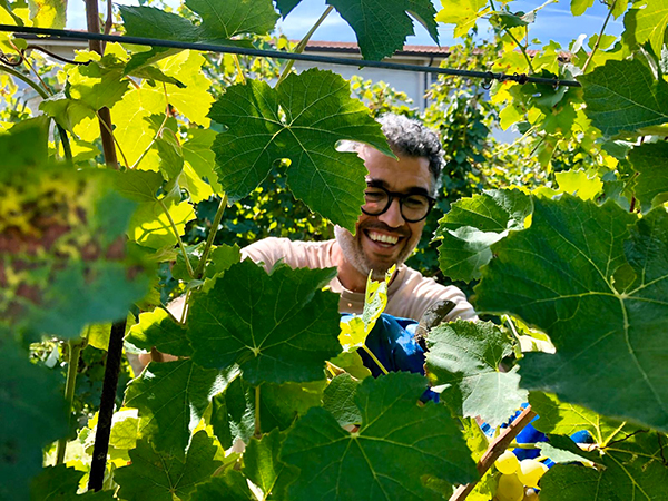 Massimo Randi in vigna