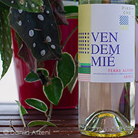 Terre Alfieri Arneis 2020 Pianchè