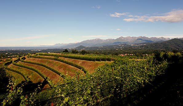 Vigneto azienda Crus