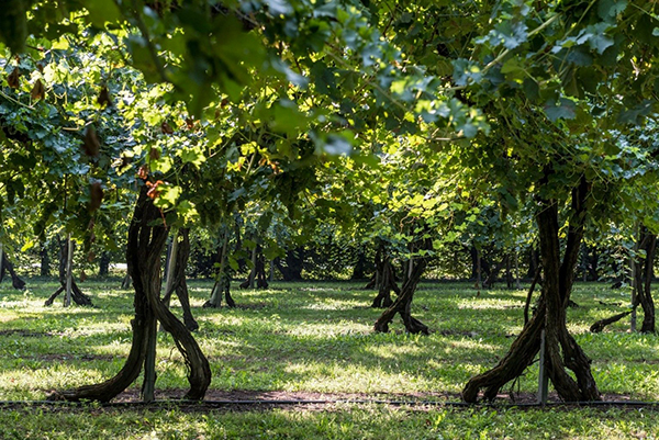 allevamento a Bellussera