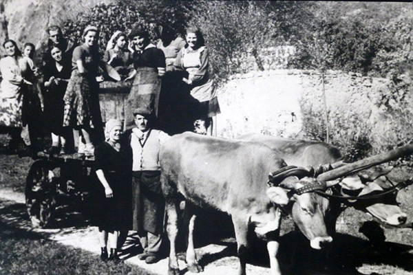 Vendemmia cantina Donati Marco