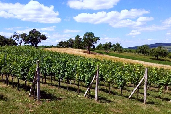 Kobylské Vinařství Čačík