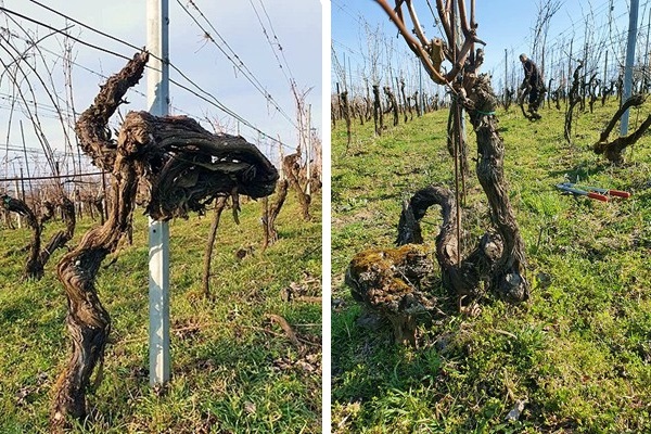 Kobylské Vinařství Čačík