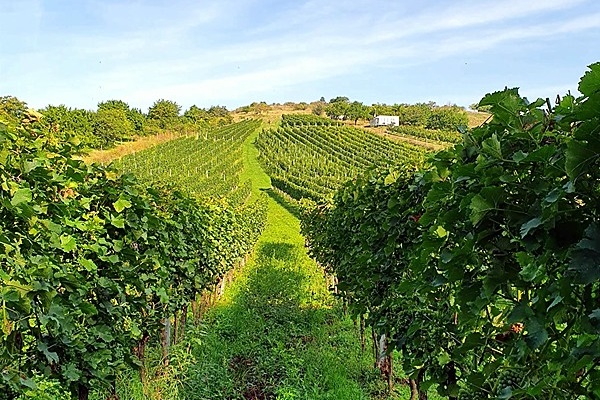 Kobylské Vinařství Čačík