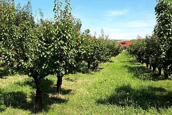 Kobylské Vinařství Čačík