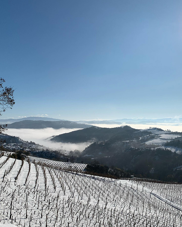 Vigneti Cascina Bertolotto