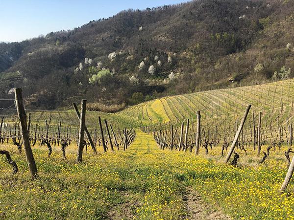Vigneti Cascina Bertolotto