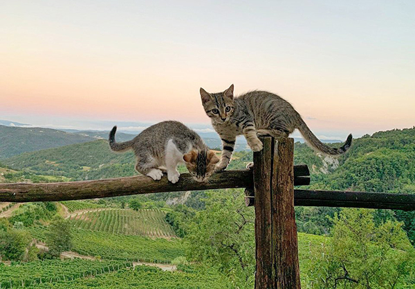 Vigneti Cascina Bertolotto