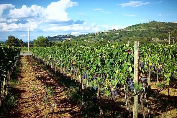 Vigneti Le Potazzine
