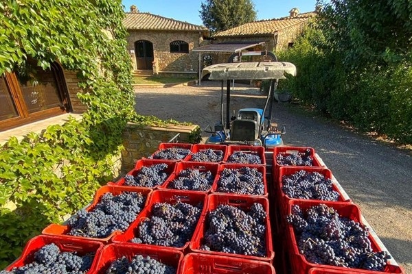 Vendemmia a Le Potazzine