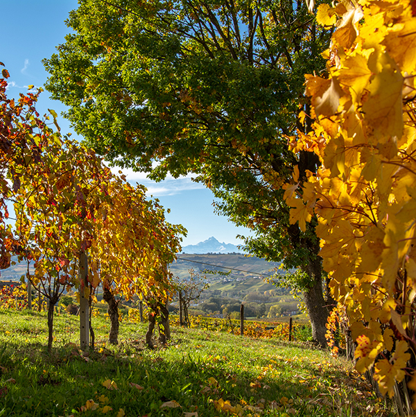 Giovanni Abrigo Ecosistema