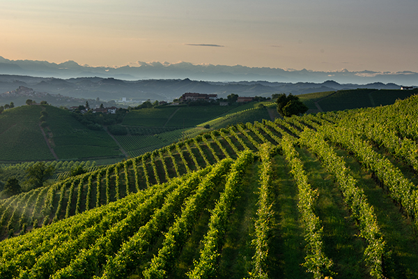 Vigneti Giovanni Abrigo