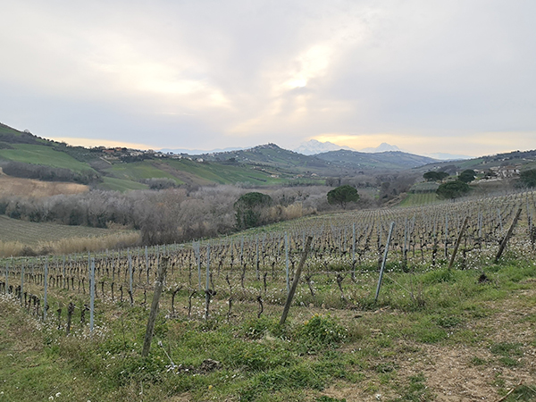Vigneti Colline Teramane
