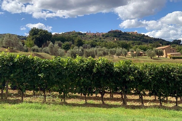 vigne azienda Fagnani