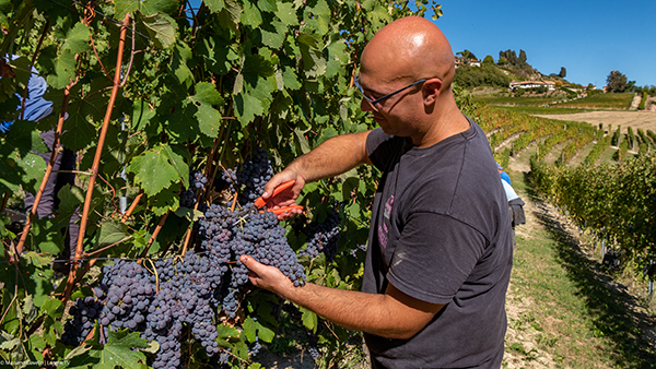 Vendemmia nebbiolo