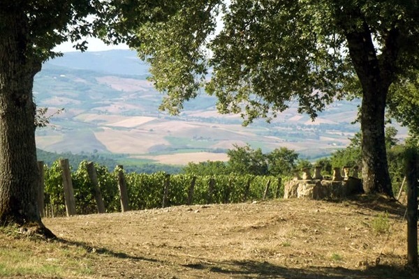 Vigneti Podere Sanlorenzo