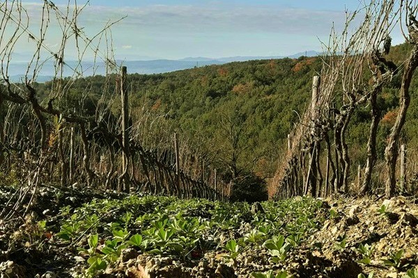 Vigneti Podere Sanlorenzo