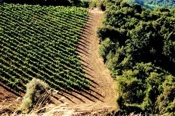 Vigneti Podere Sanlorenzo