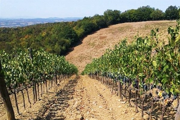 Vigneti Podere Sanlorenzo