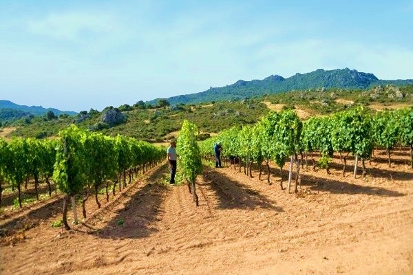 vigneti Cantina Sociale del Vermentino di Monti