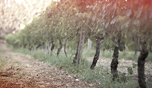 Casula Vinaria vigneto