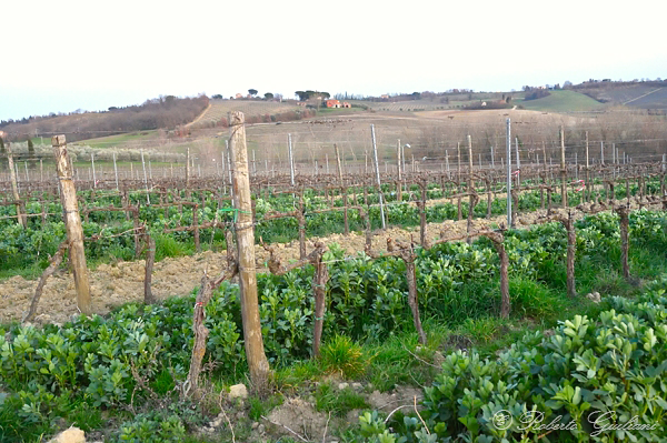 La Combàrbia vigneto