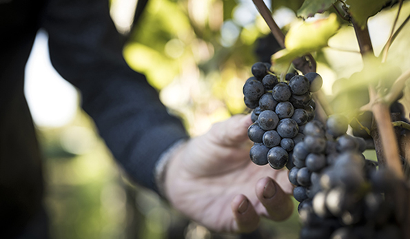 grappolo di pinot nero