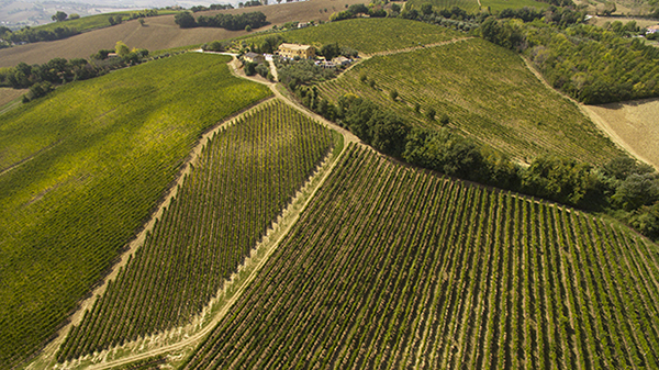 vigneti Laila Libenzi