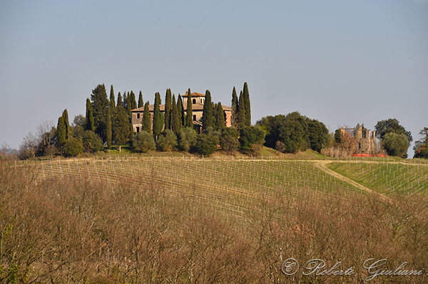 Vigneti Tenuta Montagnani