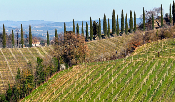 vigneti tenuta Montagnani