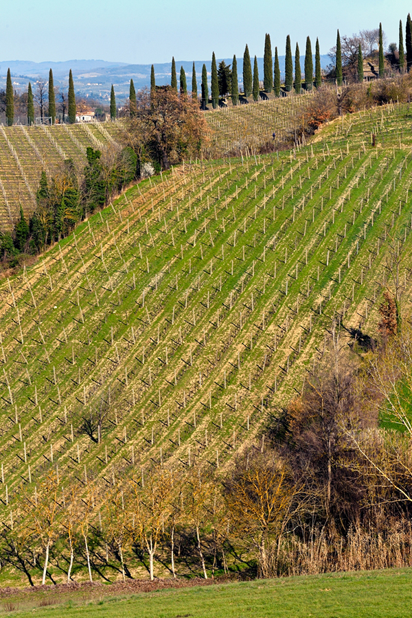 vigneti tenuta Montagnani