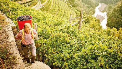 Vendemmia da Cembra, Cantina di Montagna