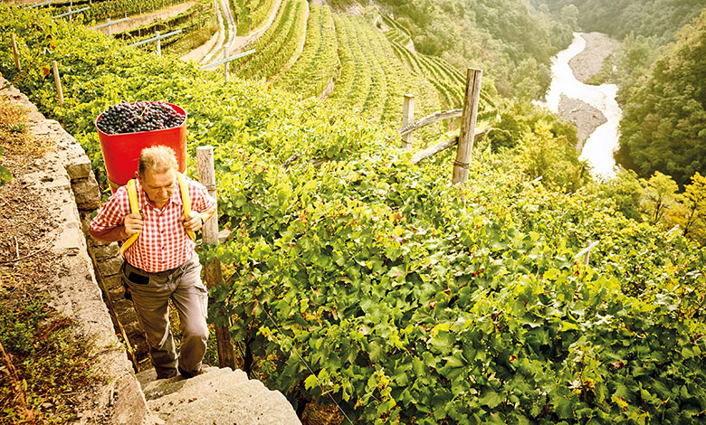 Vendemmia da Cembra, Cantina di Montagna